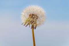 Die einsame Pusteblume