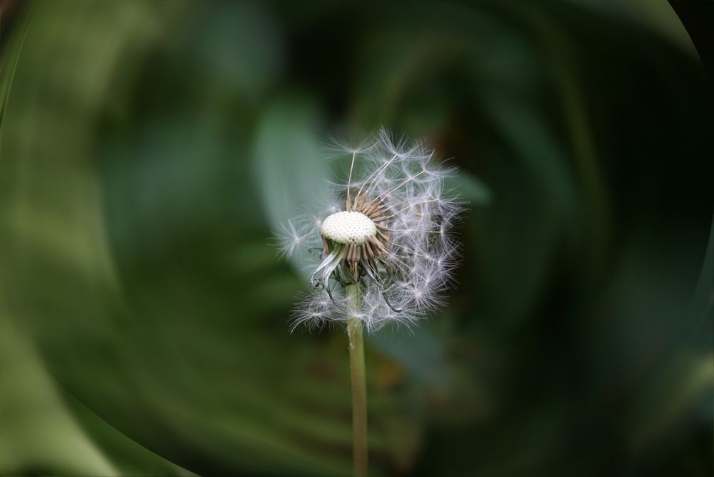 Die einsame Pusteblume