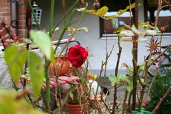 Die einsame Rose