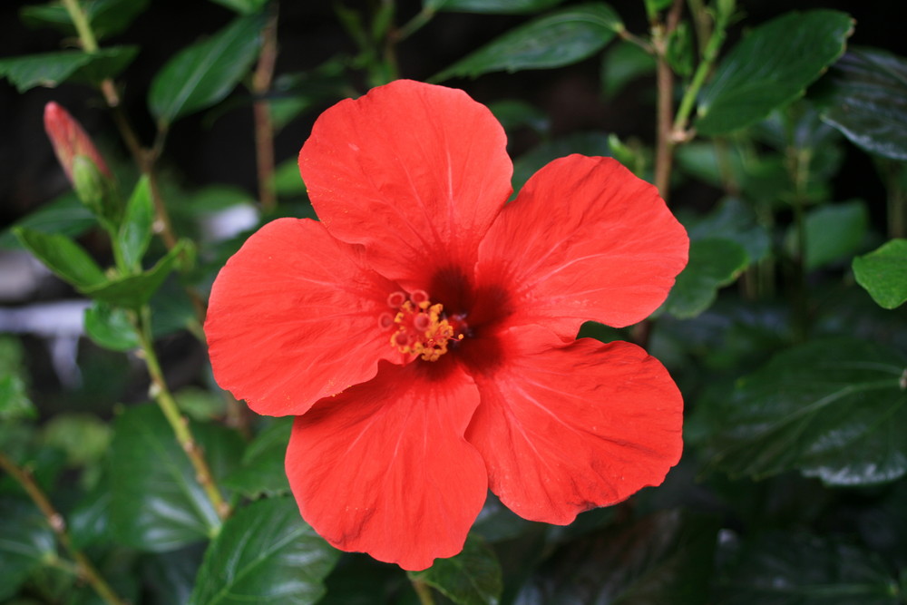Die einsame rote Blume / La flor roja sola