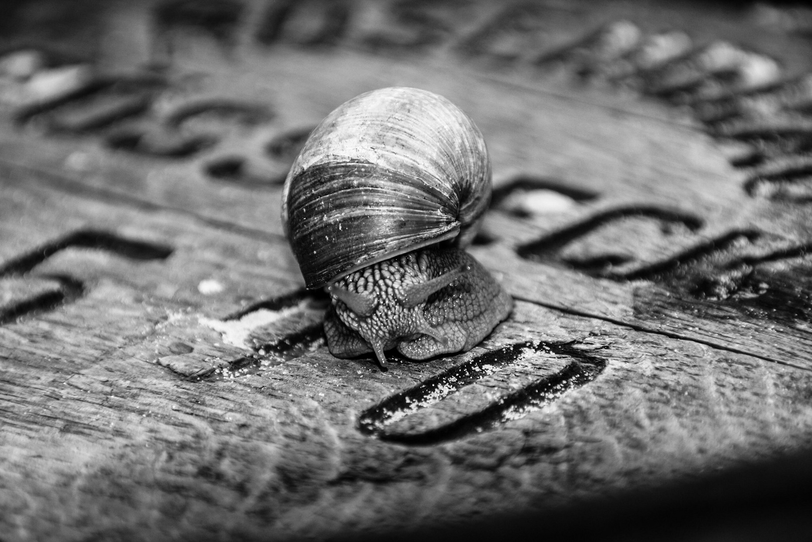 Die einsame Schnecke