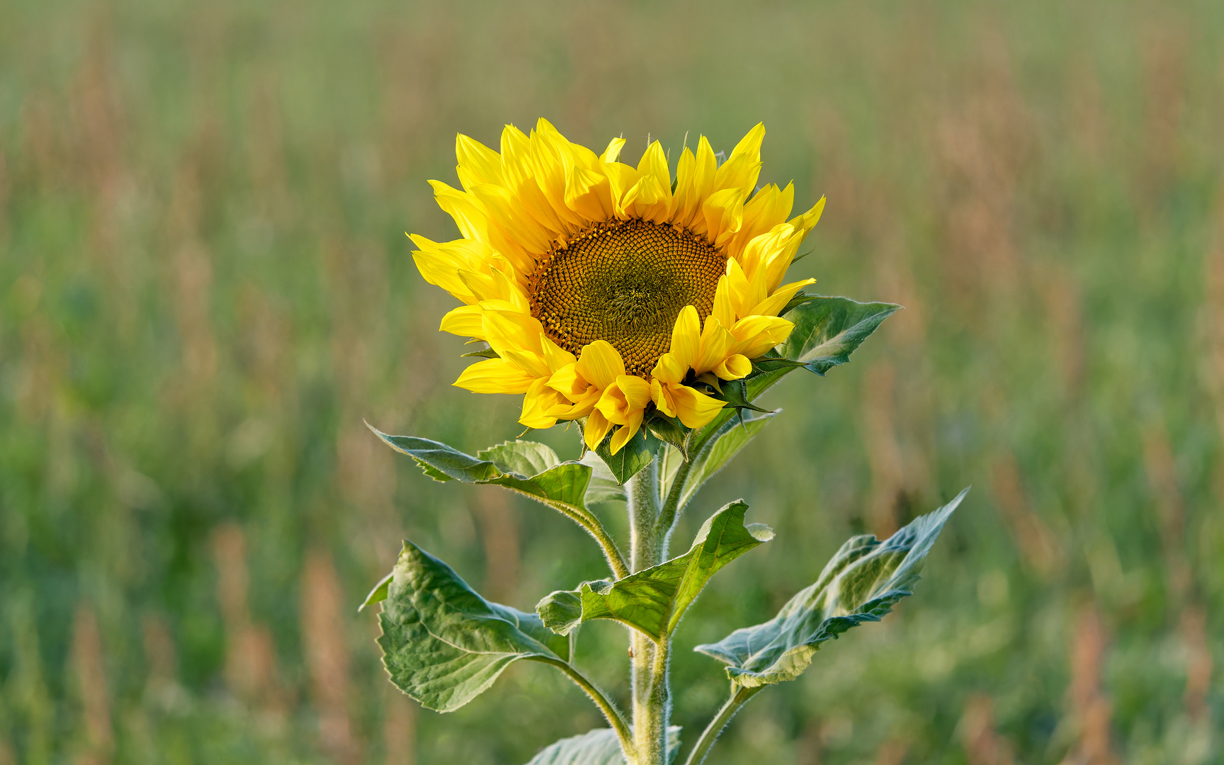 Die einsame Sonnenblume