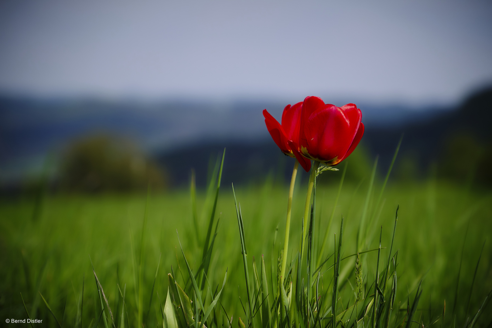 Die einsame Tulpe