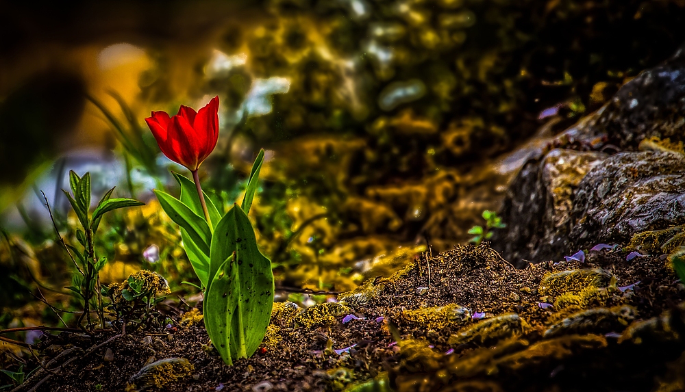 "Die einsame Tulpe, in Nachbar's Garten"