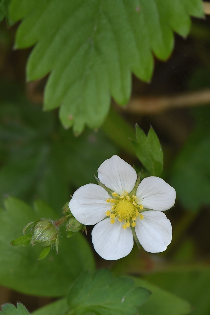 Die einsame weiße Blüte