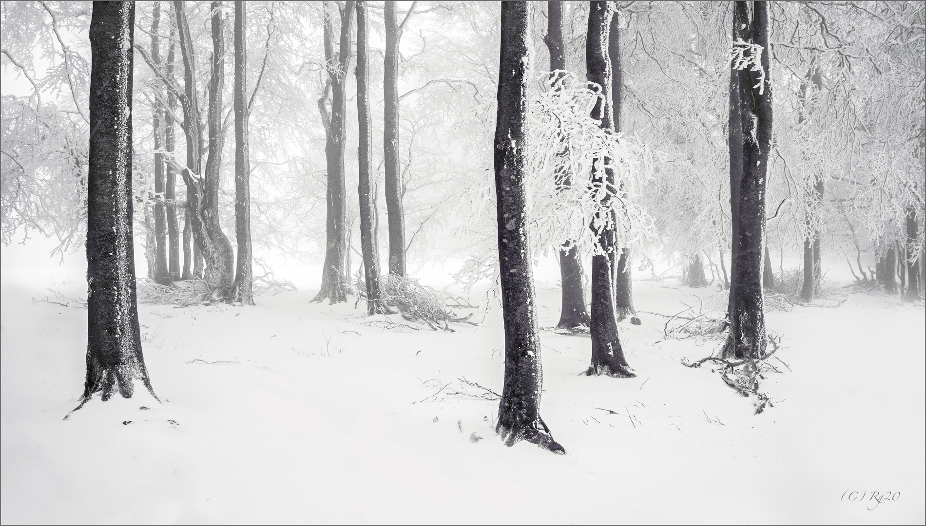 die einsamkeit der bäume im winter