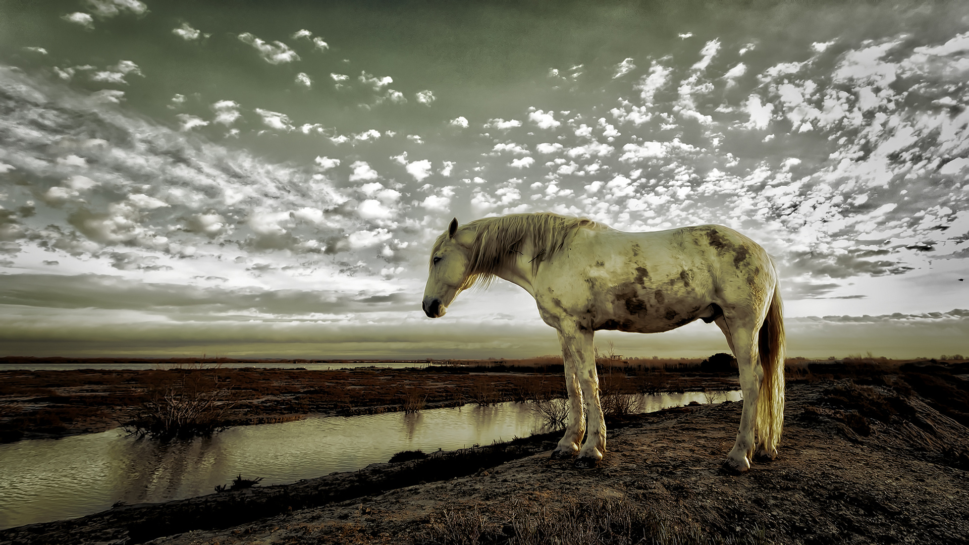 Die Einsamkeit der Camargue