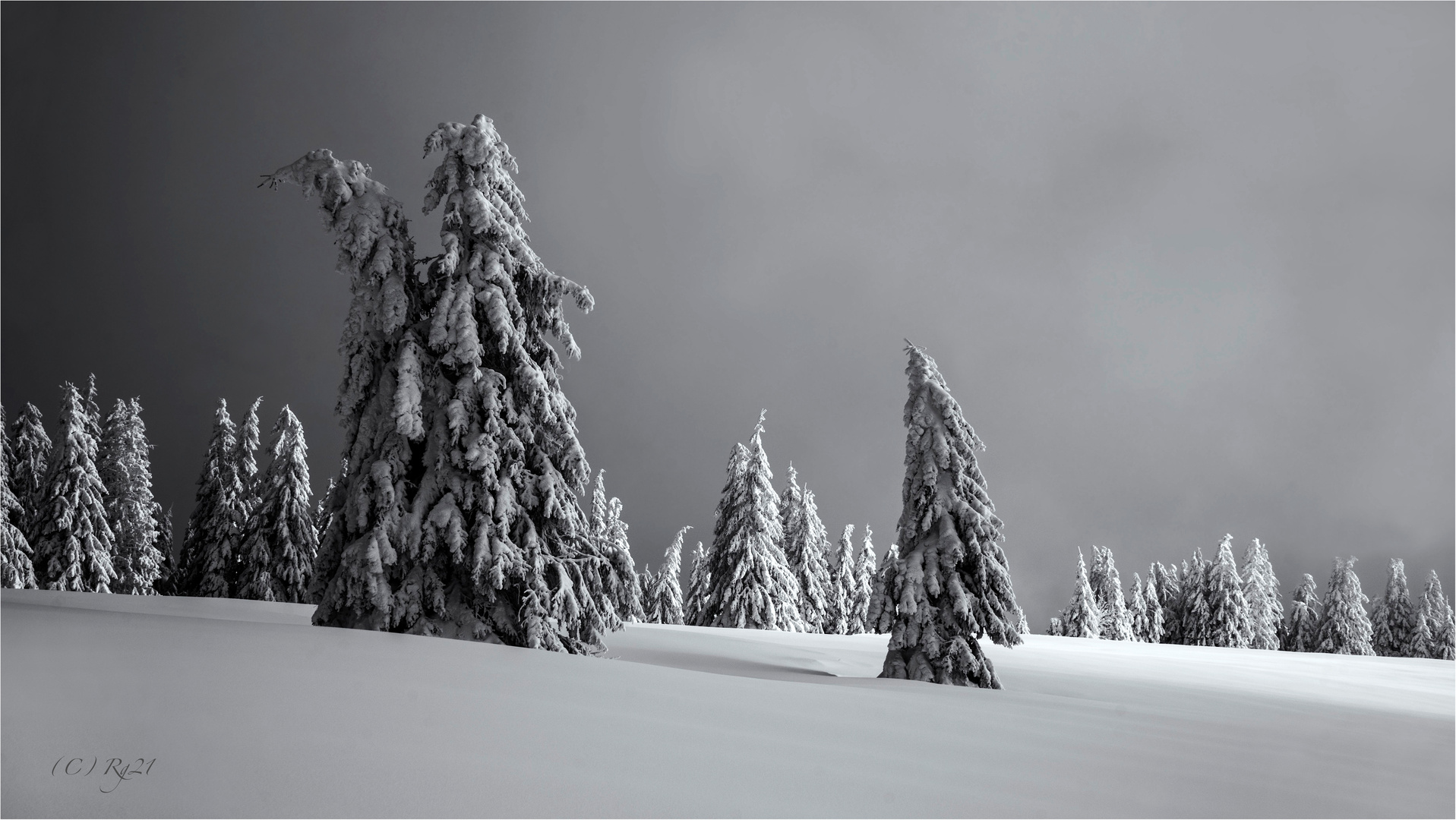 die einsamkeit der winterbäume