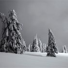 die einsamkeit der winterbäume