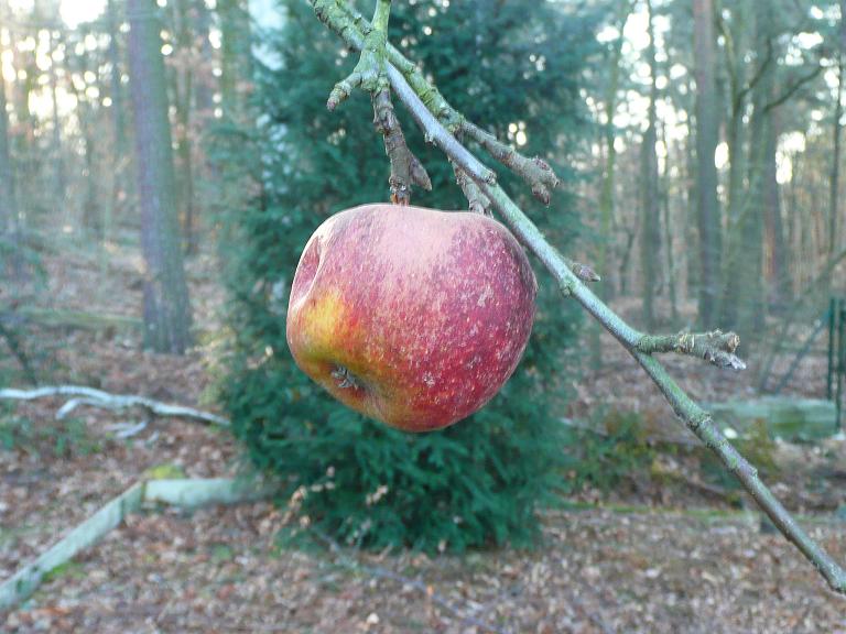 Die Einsamkeit des Winterapfels