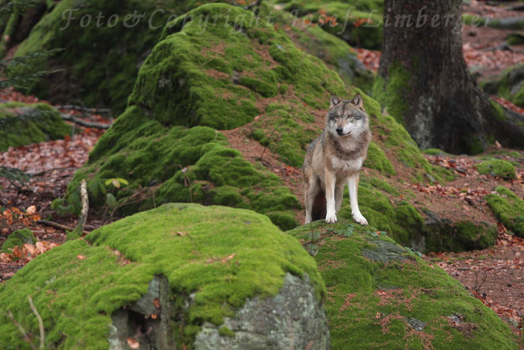 Die Einsamkeit des Wolfs