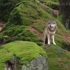 Die Einsamkeit des Wolfs