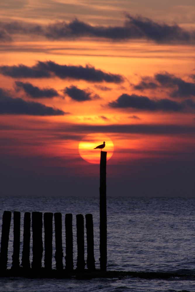 Die einsamme Möwe und das Meer