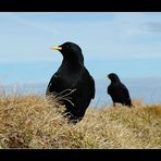 Die Einwohner auf dem Säntis