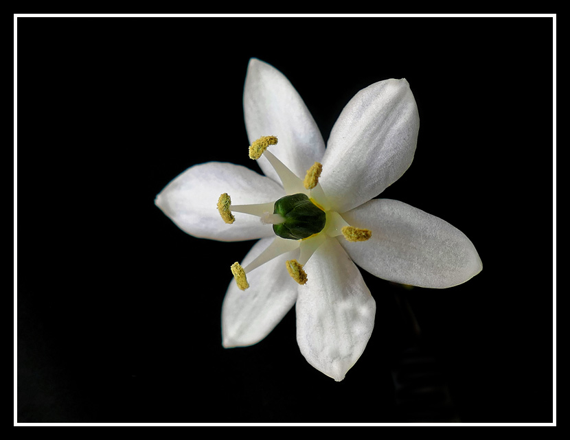 Die Einzelblüte des Milchsterns