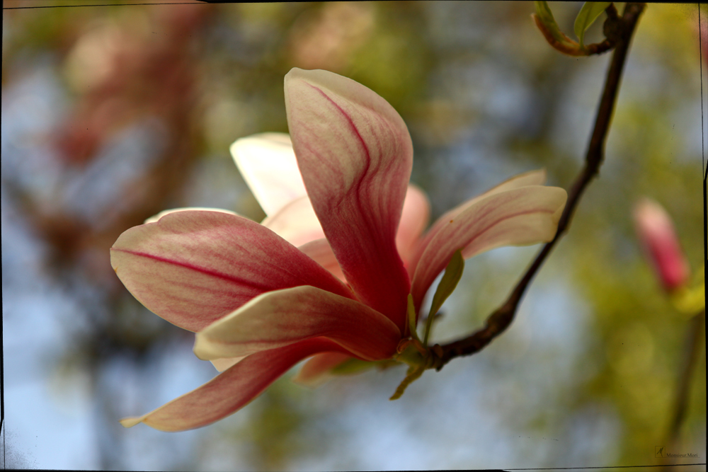 Die einzelne Blüte…