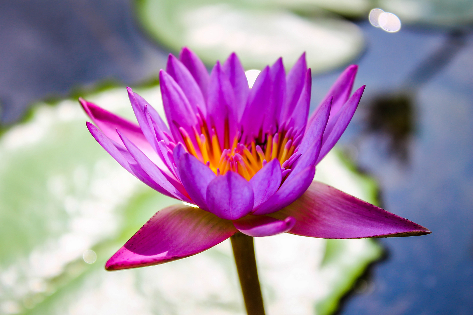 Die einzige Blume in einem 2x2 meter Topf