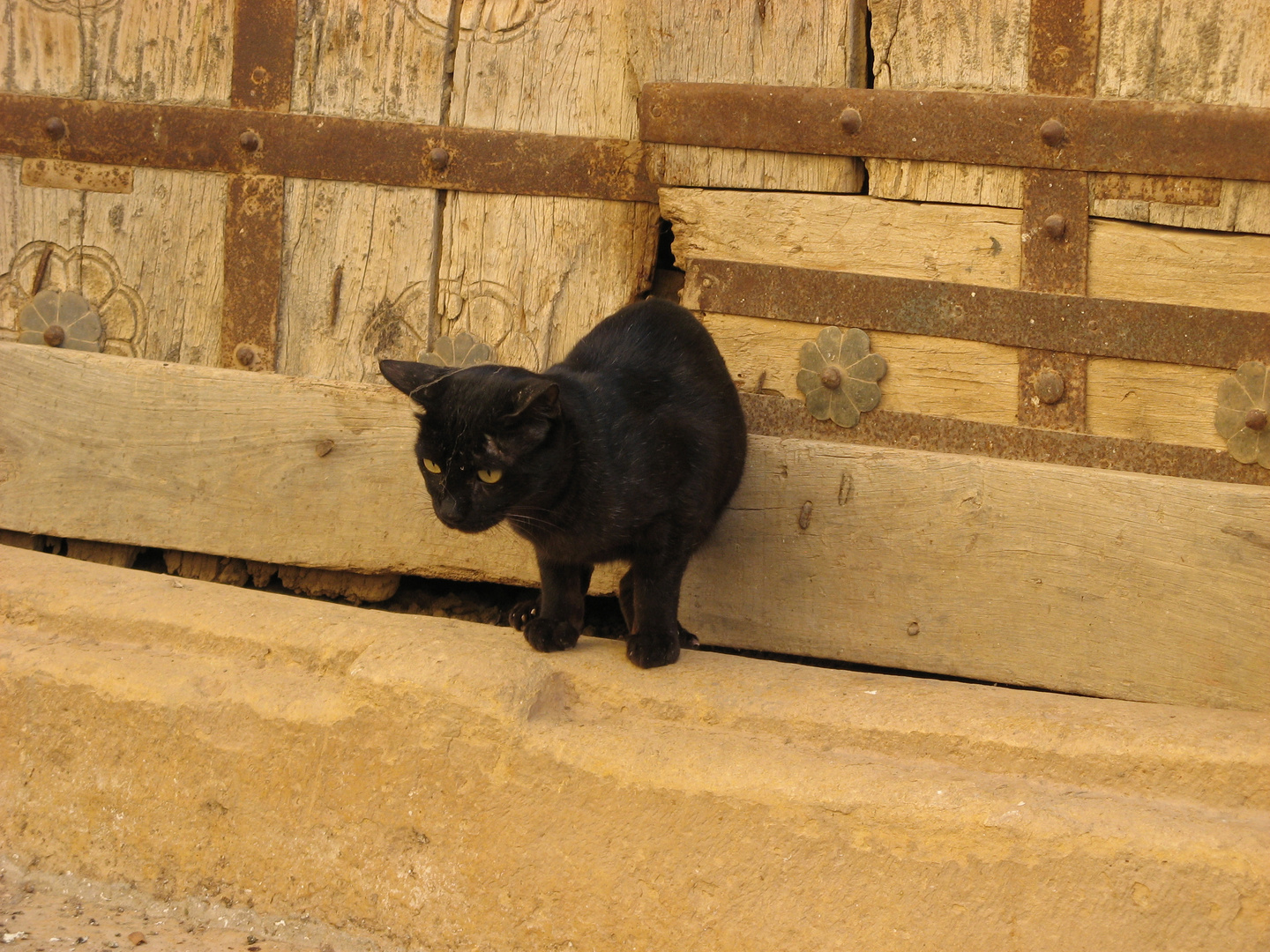 Die einzige Katze Indiens