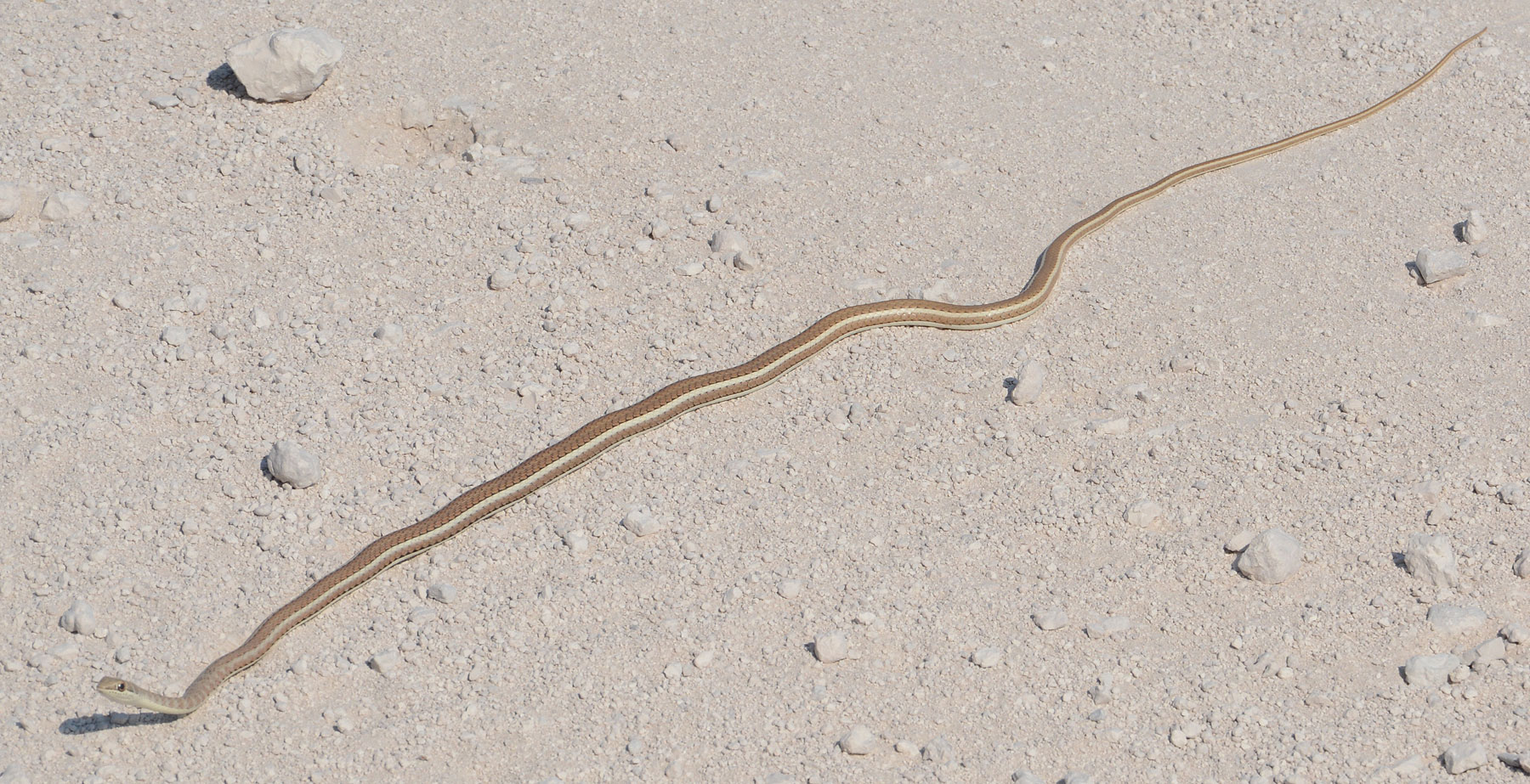 Die einzige Schlange aus Namibia: Streifen-Sandrennnatterer