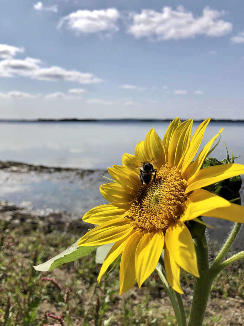 Die einzige Sonnenblume am großen Plöner See