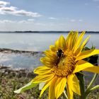 Die einzige Sonnenblume am großen Plöner See