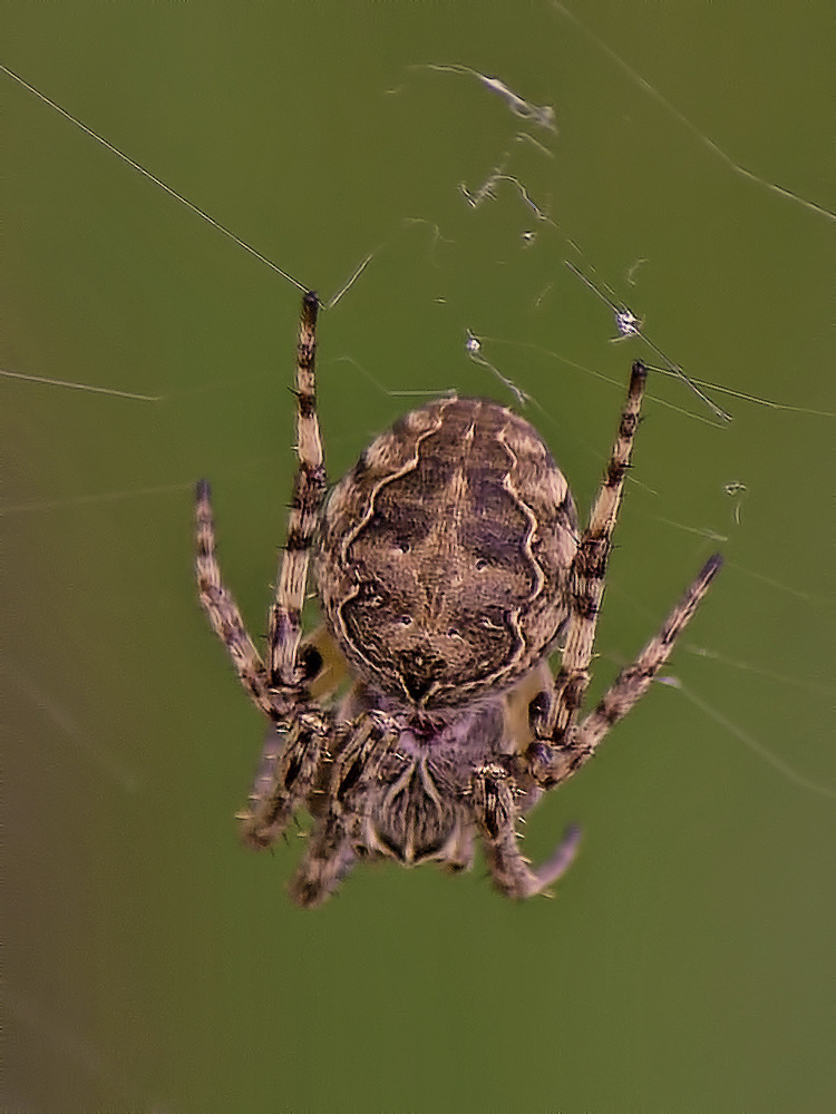 Die einzige sozail lebende Spinne Deutschlands .....
