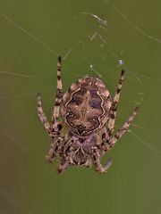 Die einzige sozail lebende Spinne Deutschlands .....