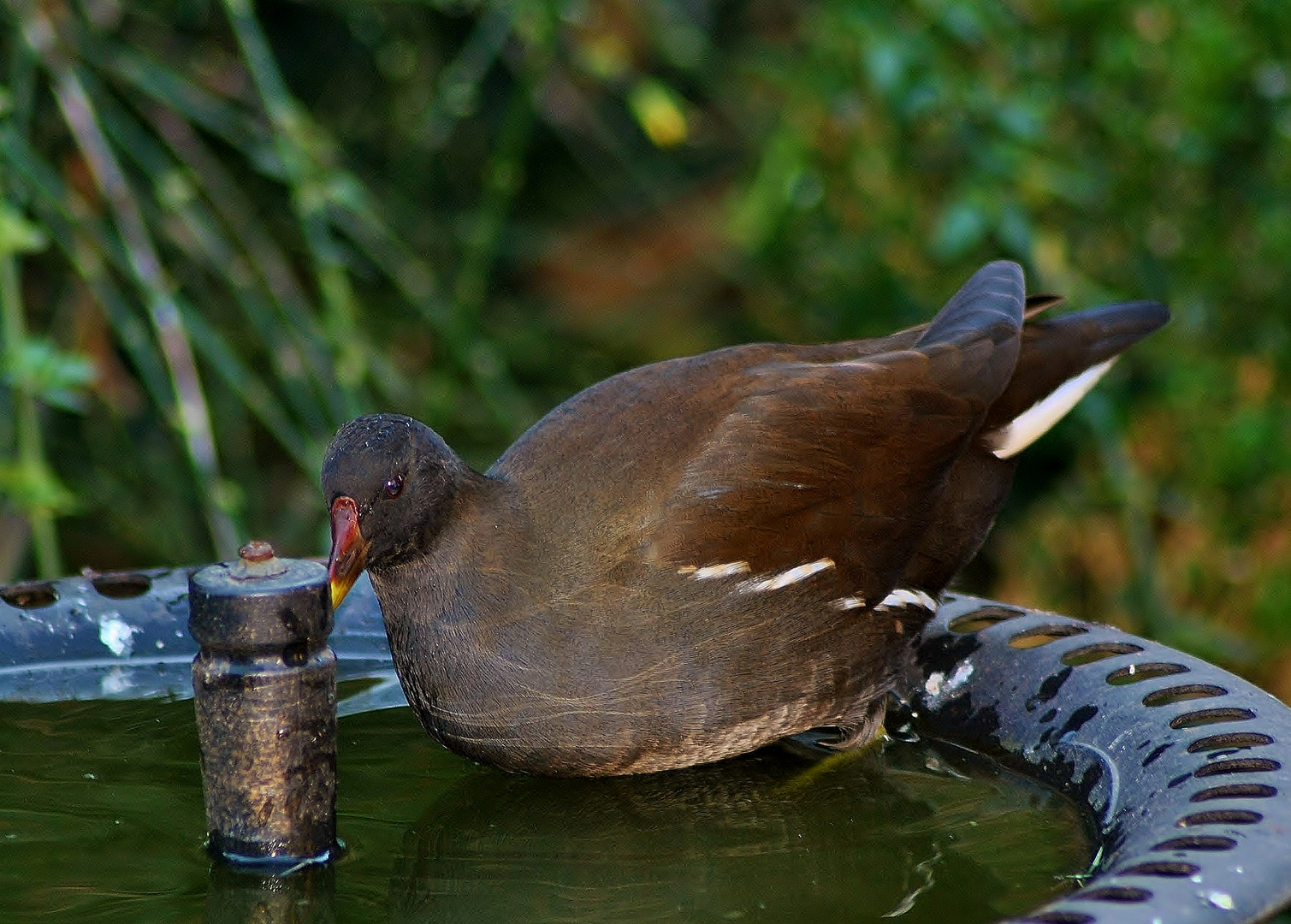 Die einzige Wasserstelle ......