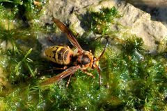 Die einzige Wasserstelle weit und breit