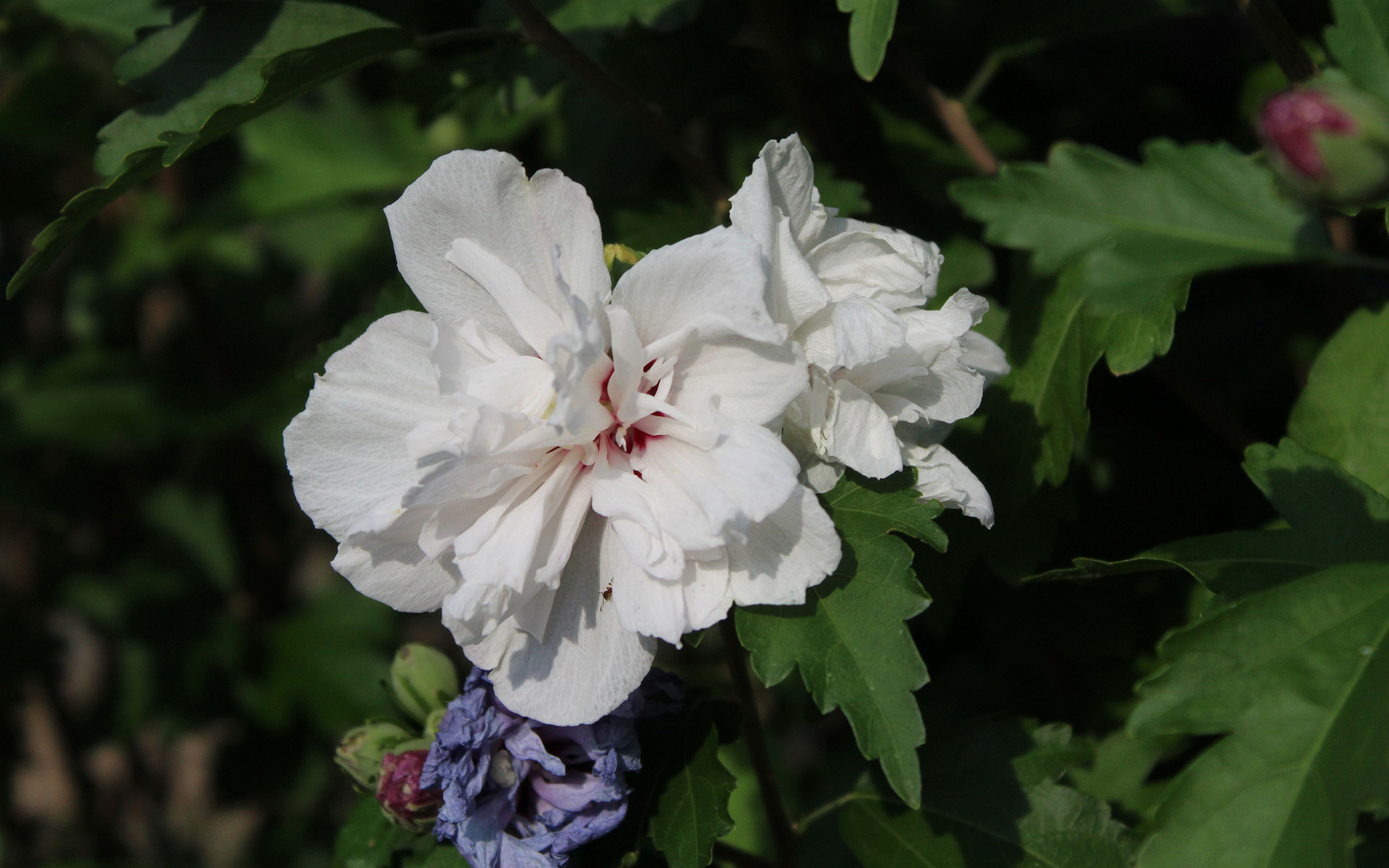 die einzige weiße Blüte am Strauch Foto & Bild blumen, natur
