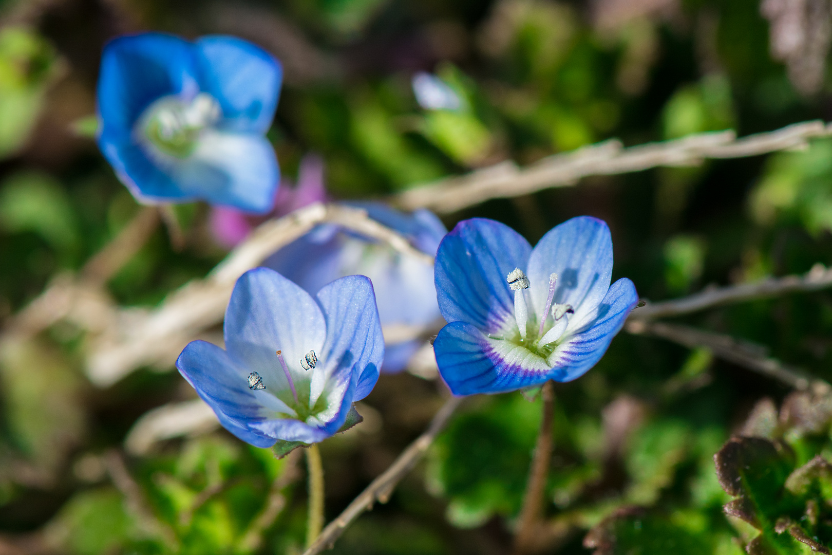 Die einzigen Blumen im Naturschutzgebiet