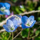 Die einzigen Blumen im Naturschutzgebiet