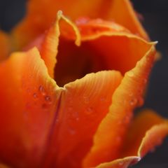 Die einzigste Tulpe in unserem Garten