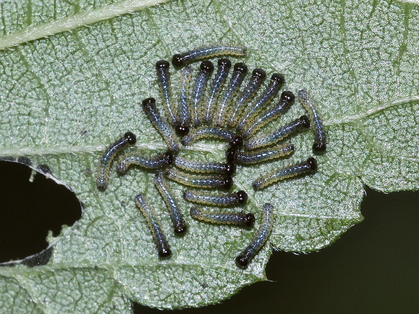 Die Eiräupchen des Landkärtchens (Araschnia levana) im Detail