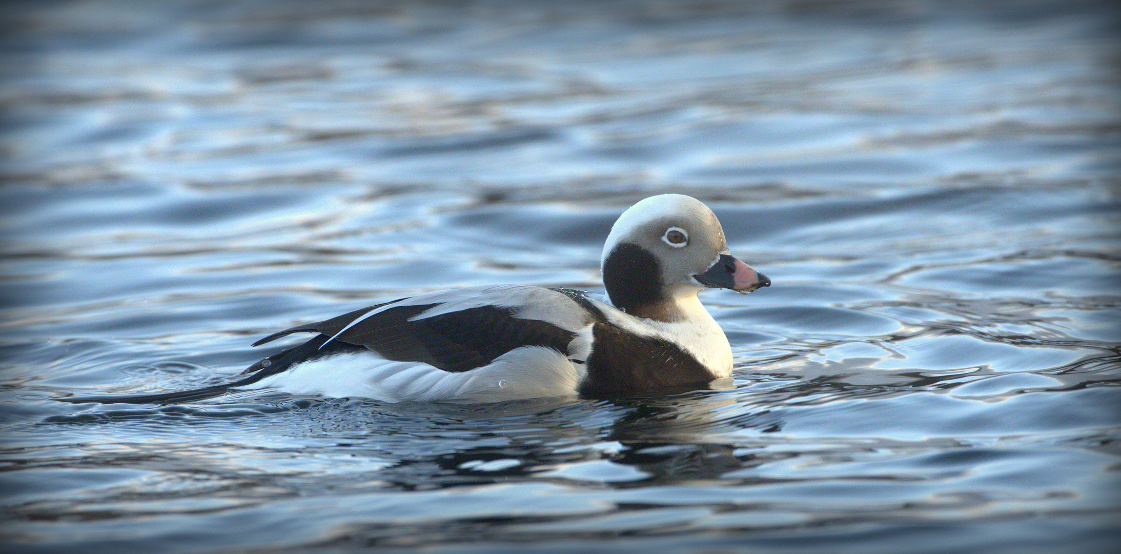 die eis- ente...