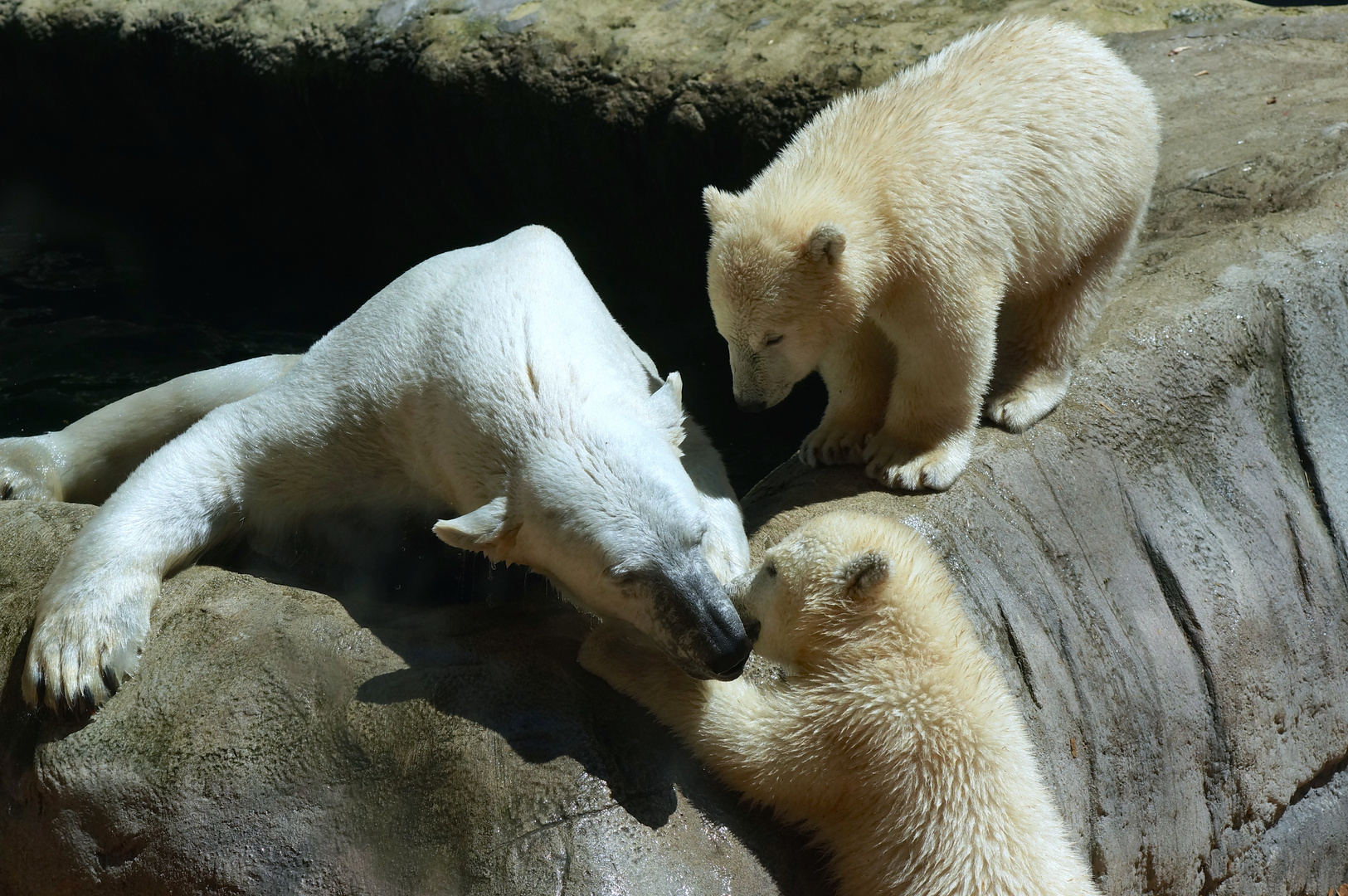 Die Eisbären aus dem Tierpark Hellabrunn