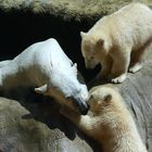 Die Eisbären aus dem Tierpark Hellabrunn