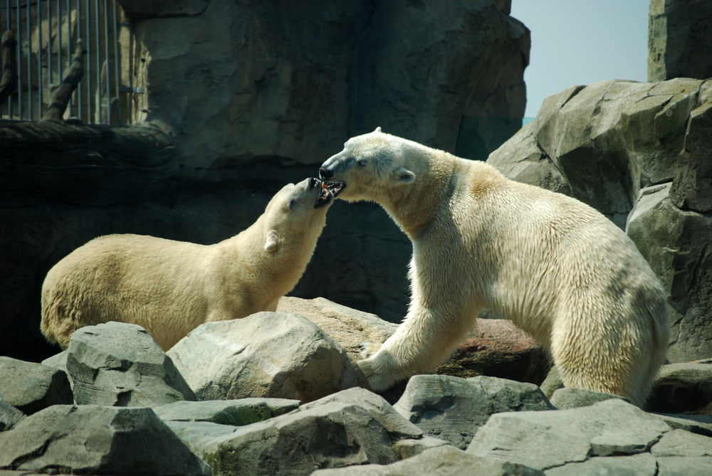 Die Eisbären