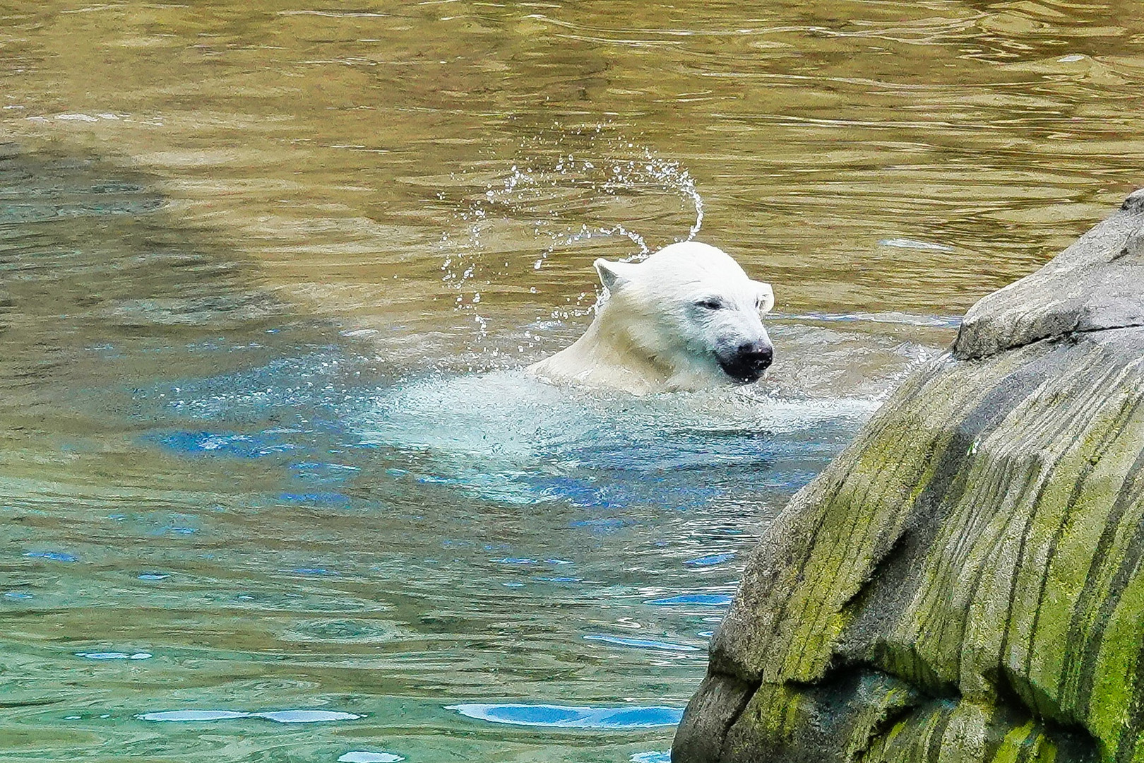 Die Eisbärenzwillinge Kaja und Skadi 