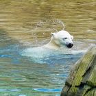 Die Eisbärenzwillinge Kaja und Skadi 