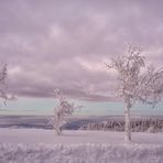 die Eisbäume... in lila