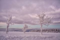 die Eisbäume... in lila