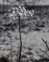 Die Eisblume-1