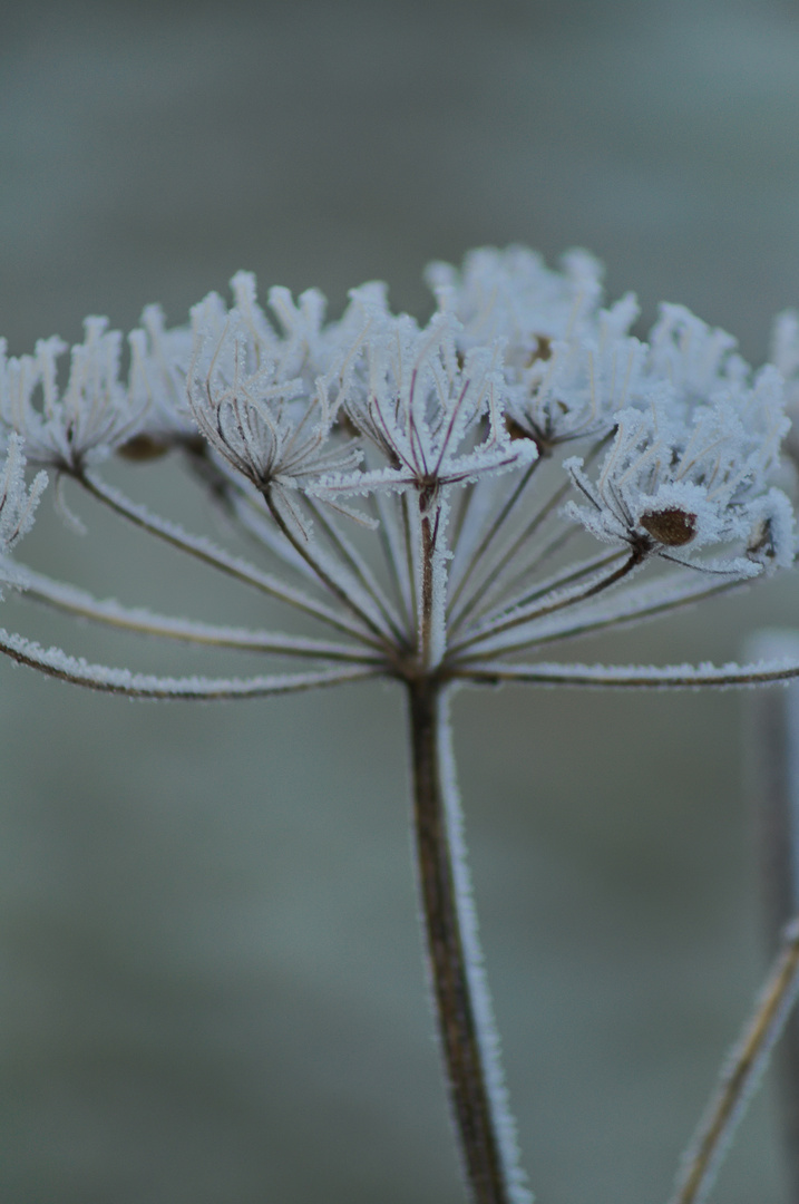 Die Eisblume