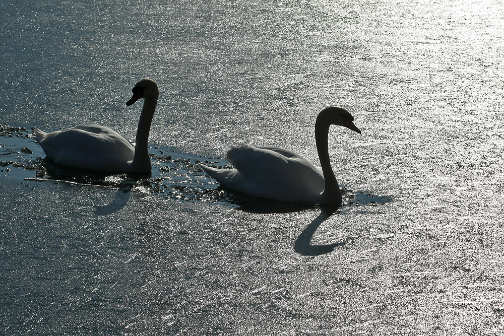 Die Eisbrecher