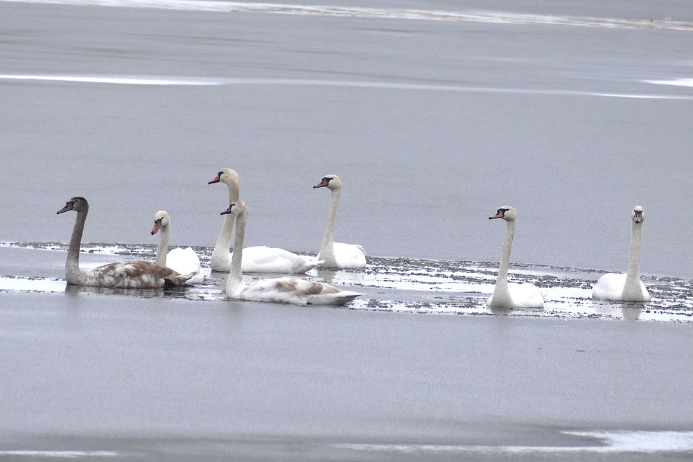 Die Eisbrecherflotte