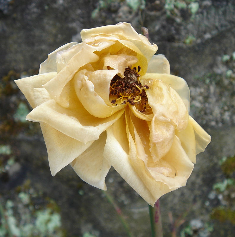 Die eiserne Lady der Blumen ist nun leider mal verwelkt