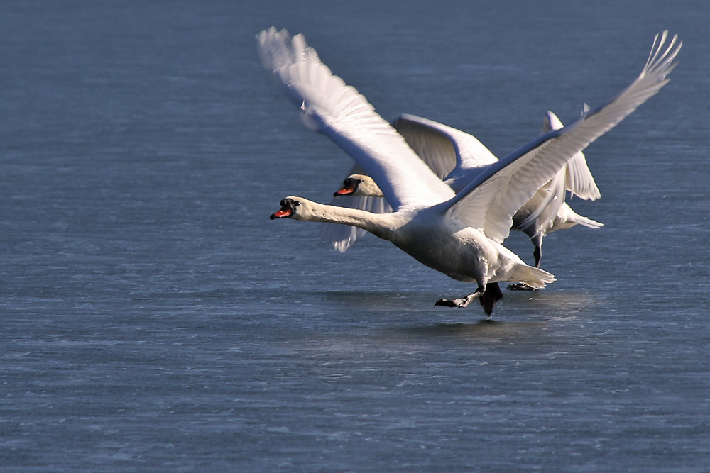 die Eisfläche als Abflugpiste