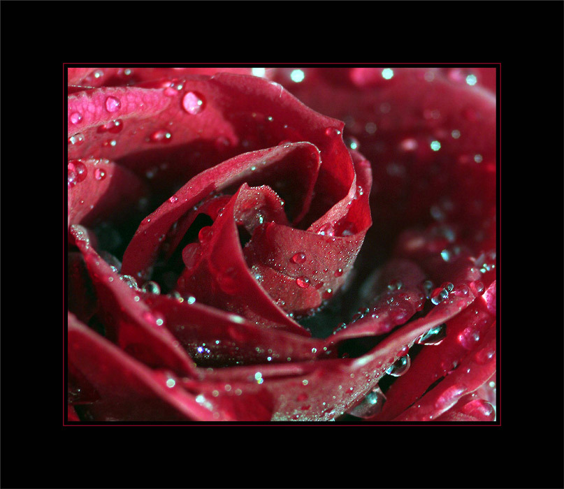 Die eisigen Tränen einer Rose