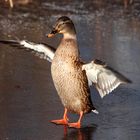 Die Eislaufzeit hat begonnen!